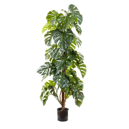 Artificial Split-Leaf Philodendron 1.8m | Dianna-Lynn Decor