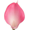 Artificial Calla Lily Mini Bouquet - Hot Pink