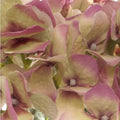 Hydrangea Victoria Bouquet Green Pink (32cmH)