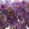 Hydrangea Victoria Bouquet Purple (32cmH)
