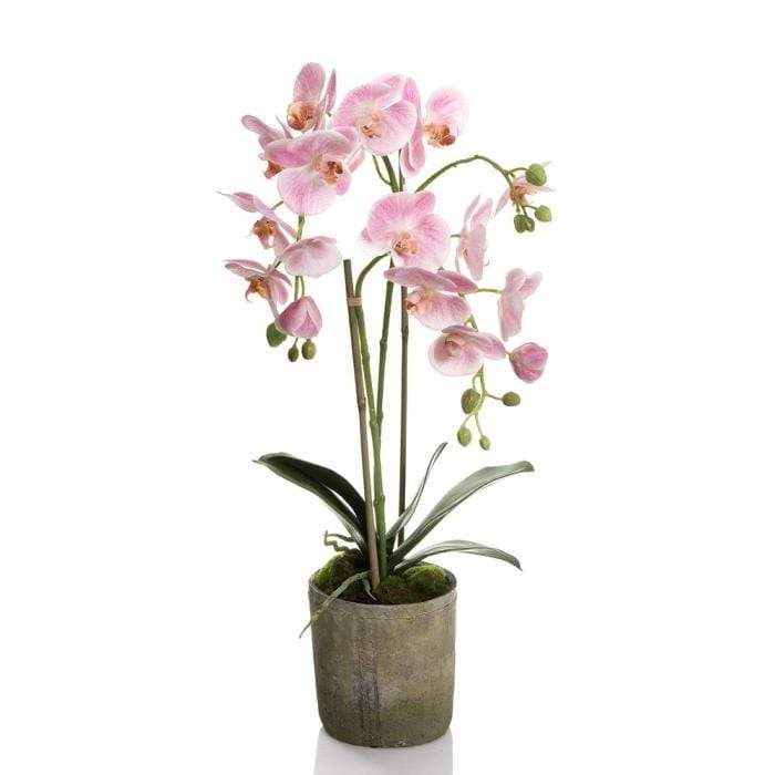 Pink Orchid in Terracotta Pot