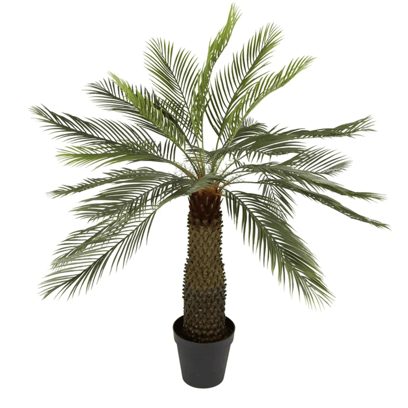 Sago Palm Cycad Tree 1.4M